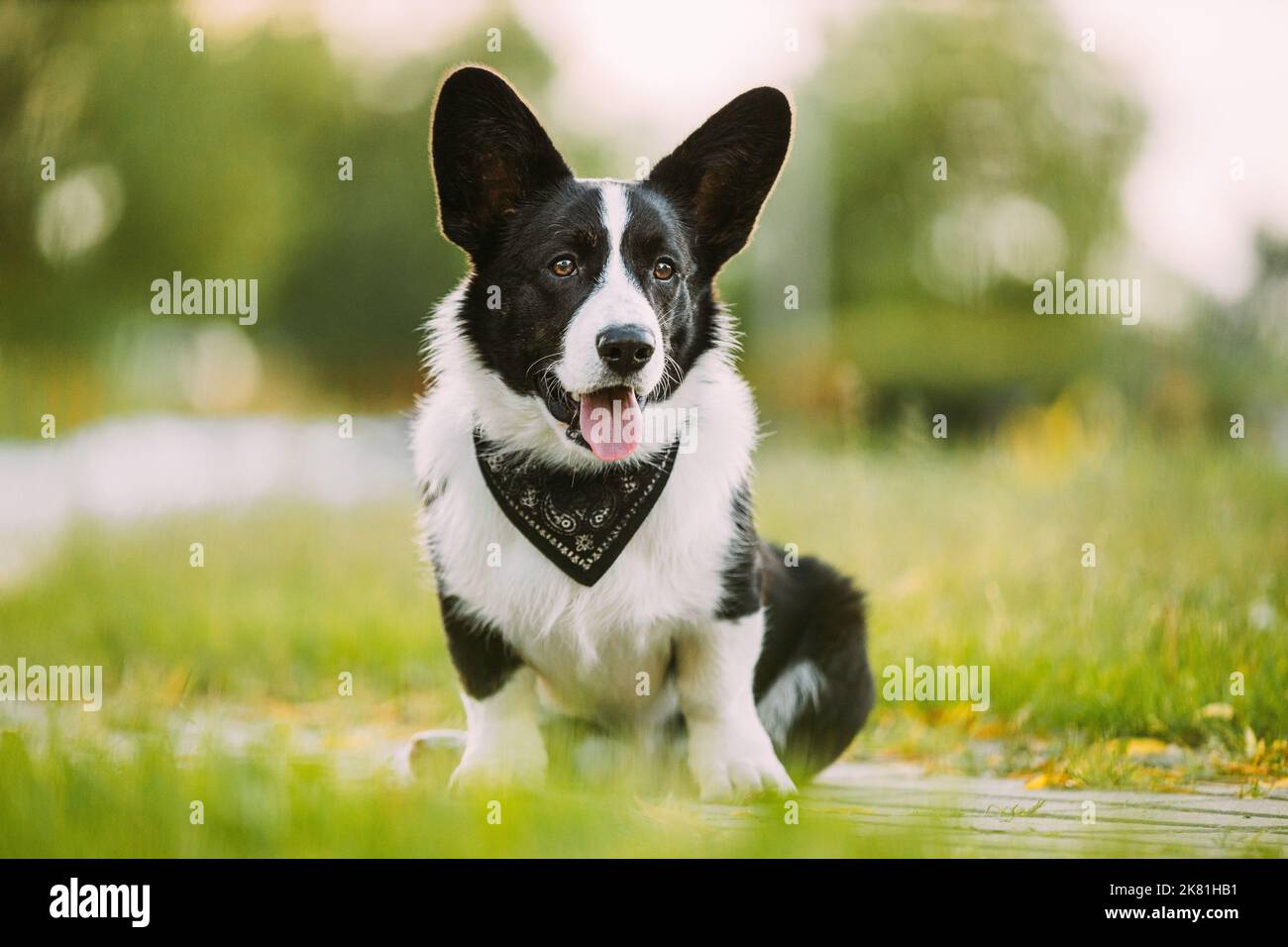 Divertente cane Corgi gallese Cardigan seduto sul sentiero. Il Corgi gallese è Un piccolo tipo di cane da Herding che ha avuto origine nel Galles. Primo piano verticale Foto Stock