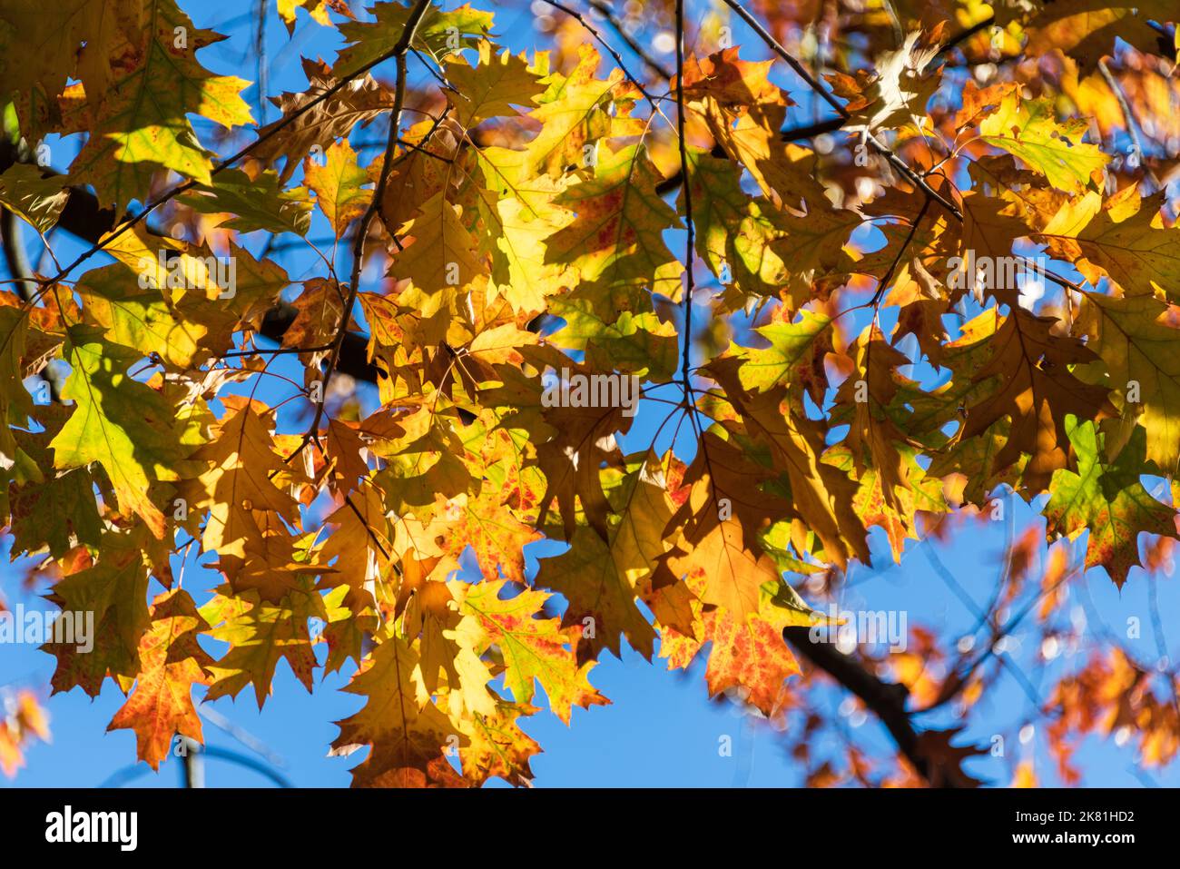 Bunte Blätter eines Baumes in herbstlichem Sonnenlicht vor blauem Himmel Foto Stock