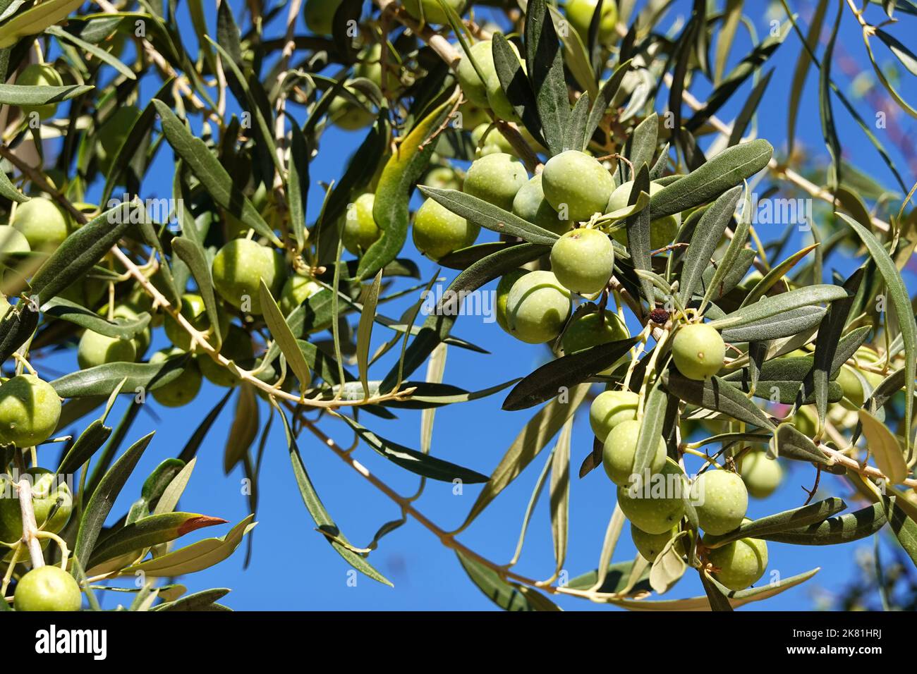 Olivo, Olea europaea, Saranda, Repubblica di Albania Foto Stock