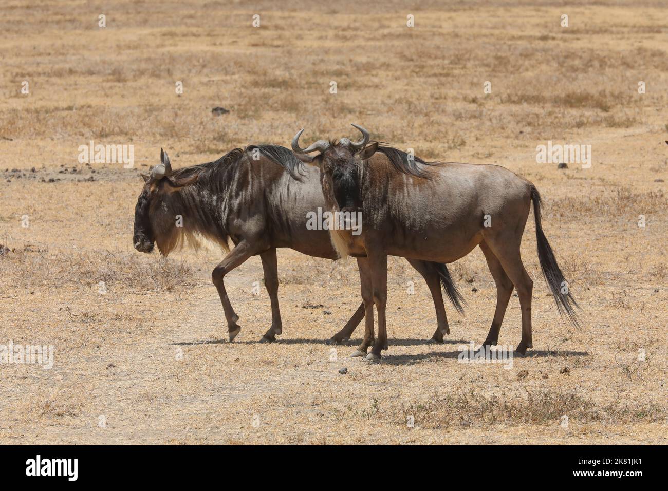 PARCO DI NGORONGORO TANZANIA Foto Stock