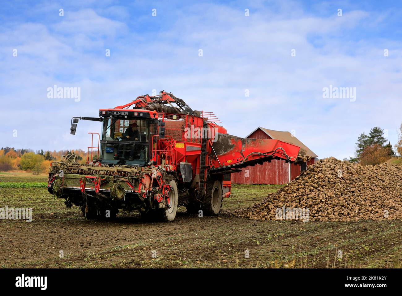 L'agricoltore scarica la barbabietola da zucchero raccolta dal serbatoio della raccoglitrice di barbabietole Holmer Terra Dos T3 su un cumulo sul lato del campo. Salo, Finlandia. Ottobre 13, 2022. Foto Stock