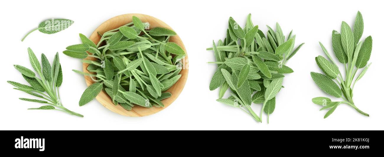 erba di salvia fresca in ciotola di legno isolata su fondo bianco. Vista dall'alto. Giacitura piatta Foto Stock