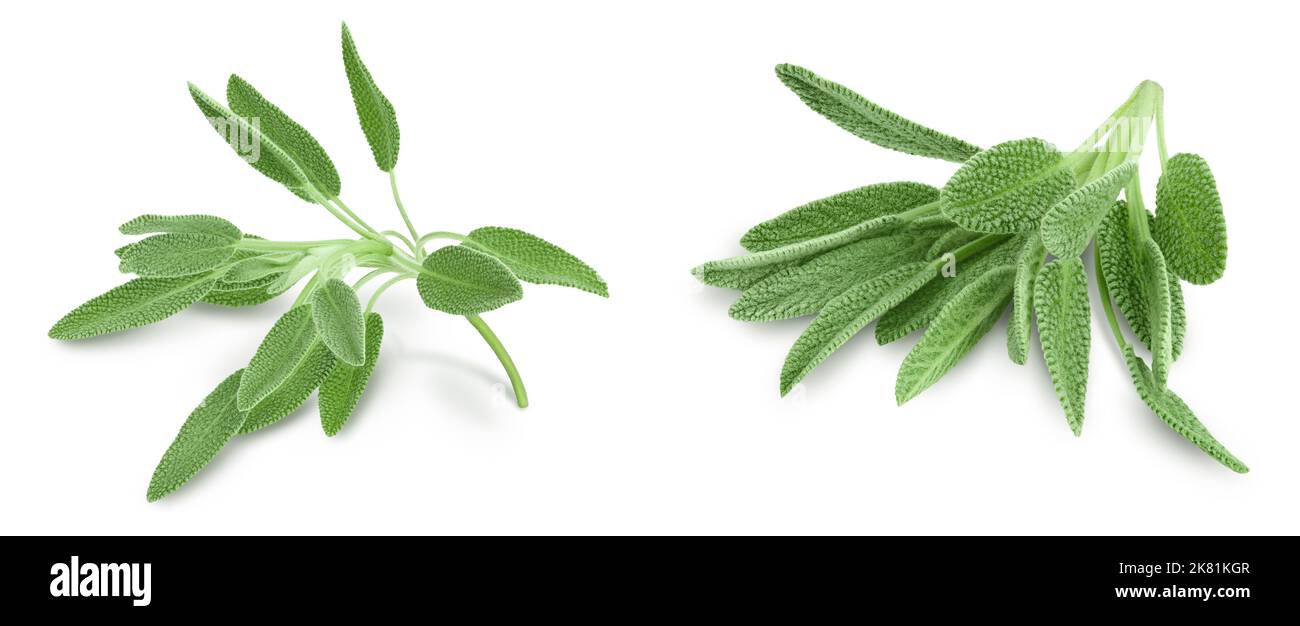 erba di salvia fresca isolata su fondo bianco e piena profondità di campo Foto Stock