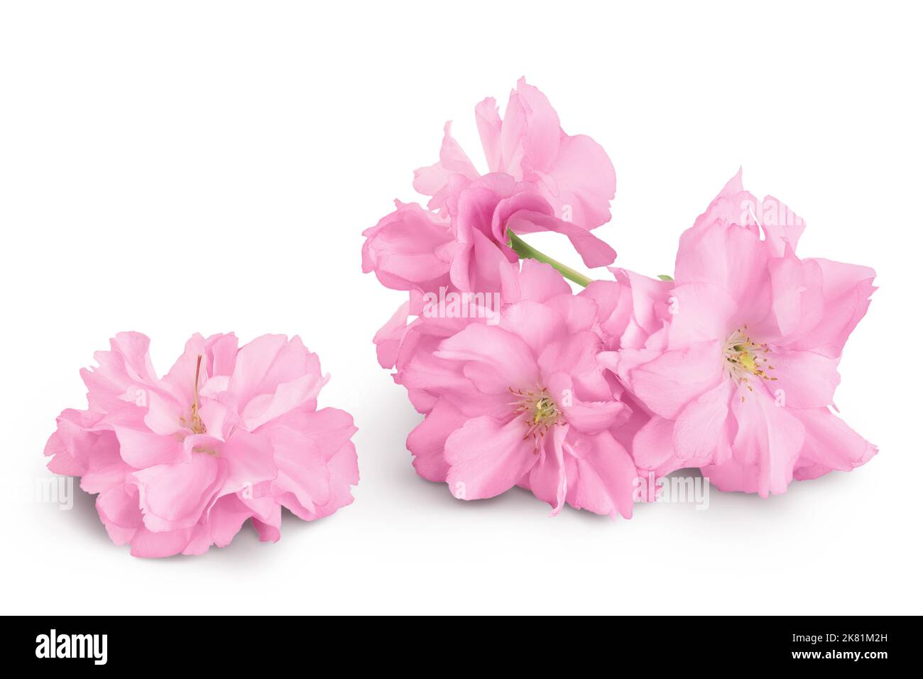 Sakura fiore ciliegio isolato su sfondo bianco con profondità di campo piena. Foto Stock