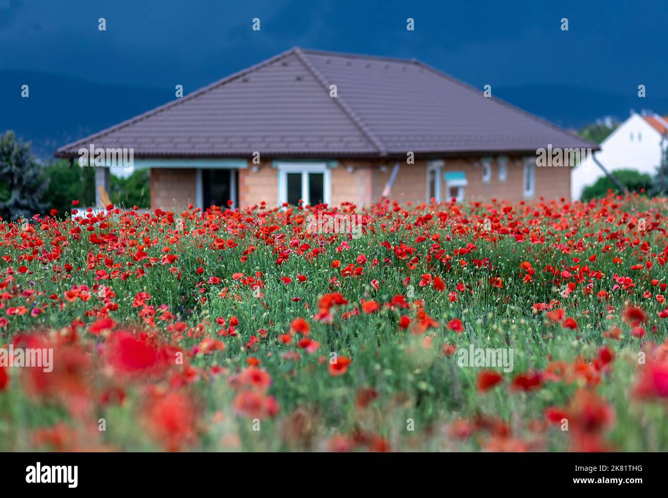 Semi-finito, semi-finito casa con campo di papavero rosso a cielo sovrastato Foto Stock