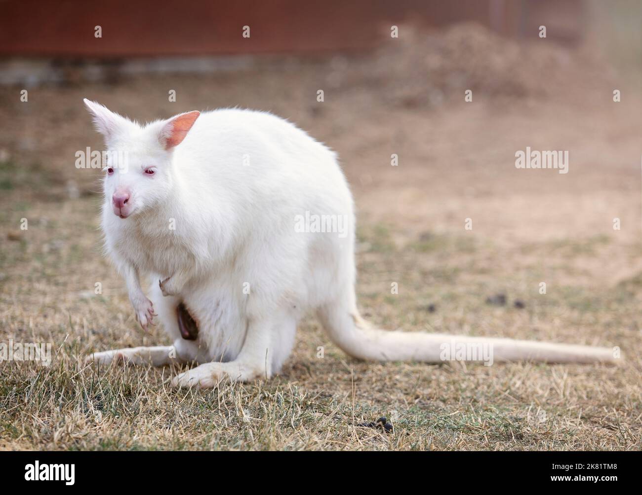 Canguro Albino benett nello zoo Foto Stock