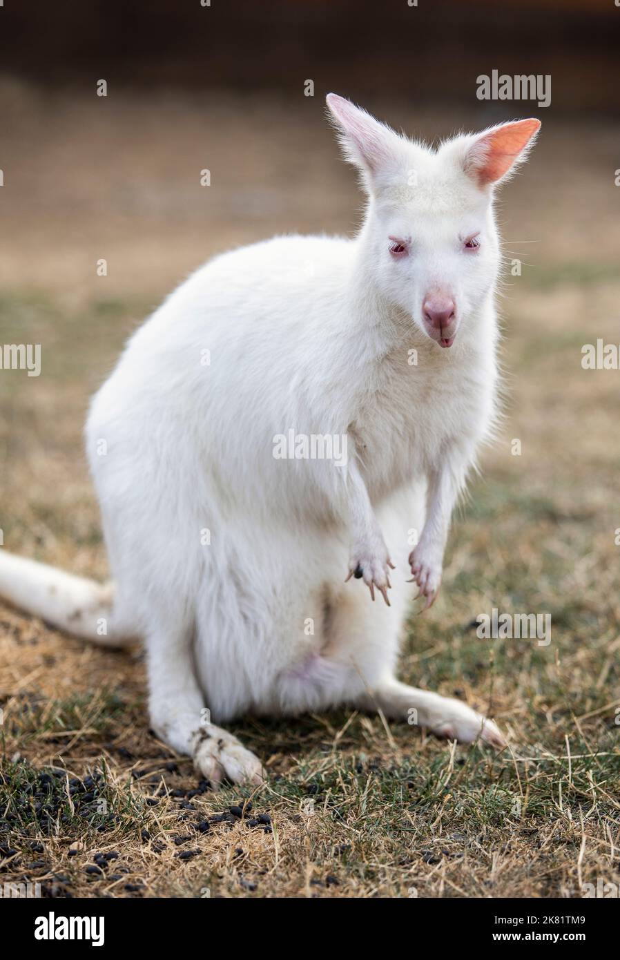 Canguro Albino benett nello zoo Foto Stock
