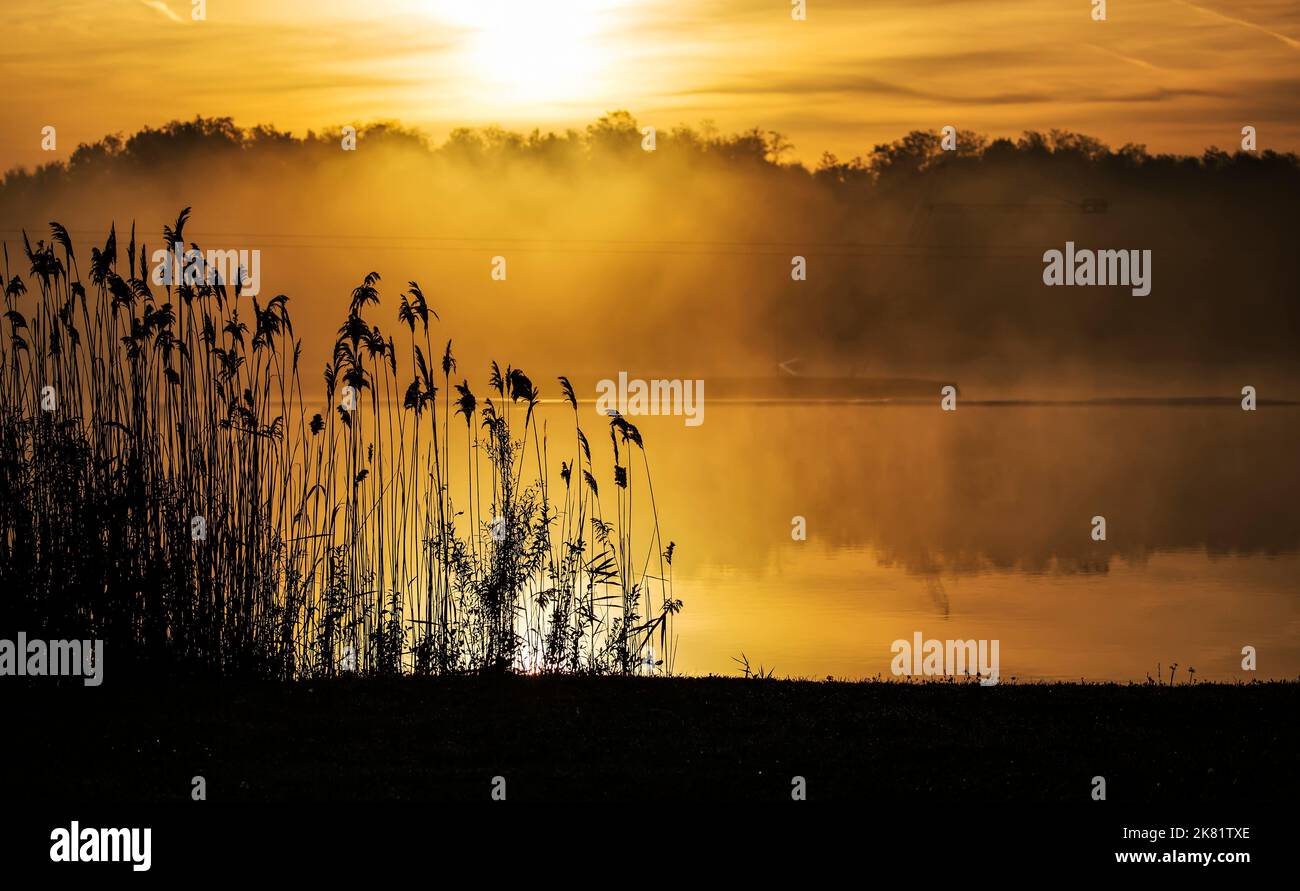 Lago con canna nelle ore dorate del mattino Foto Stock