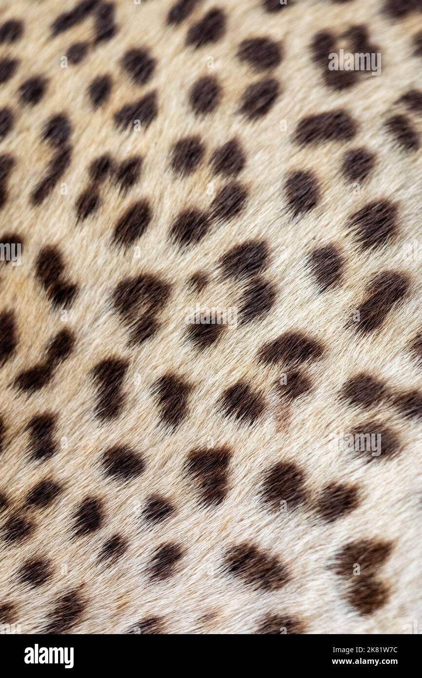 Particolare della pelle di leopardo macchiata Foto Stock