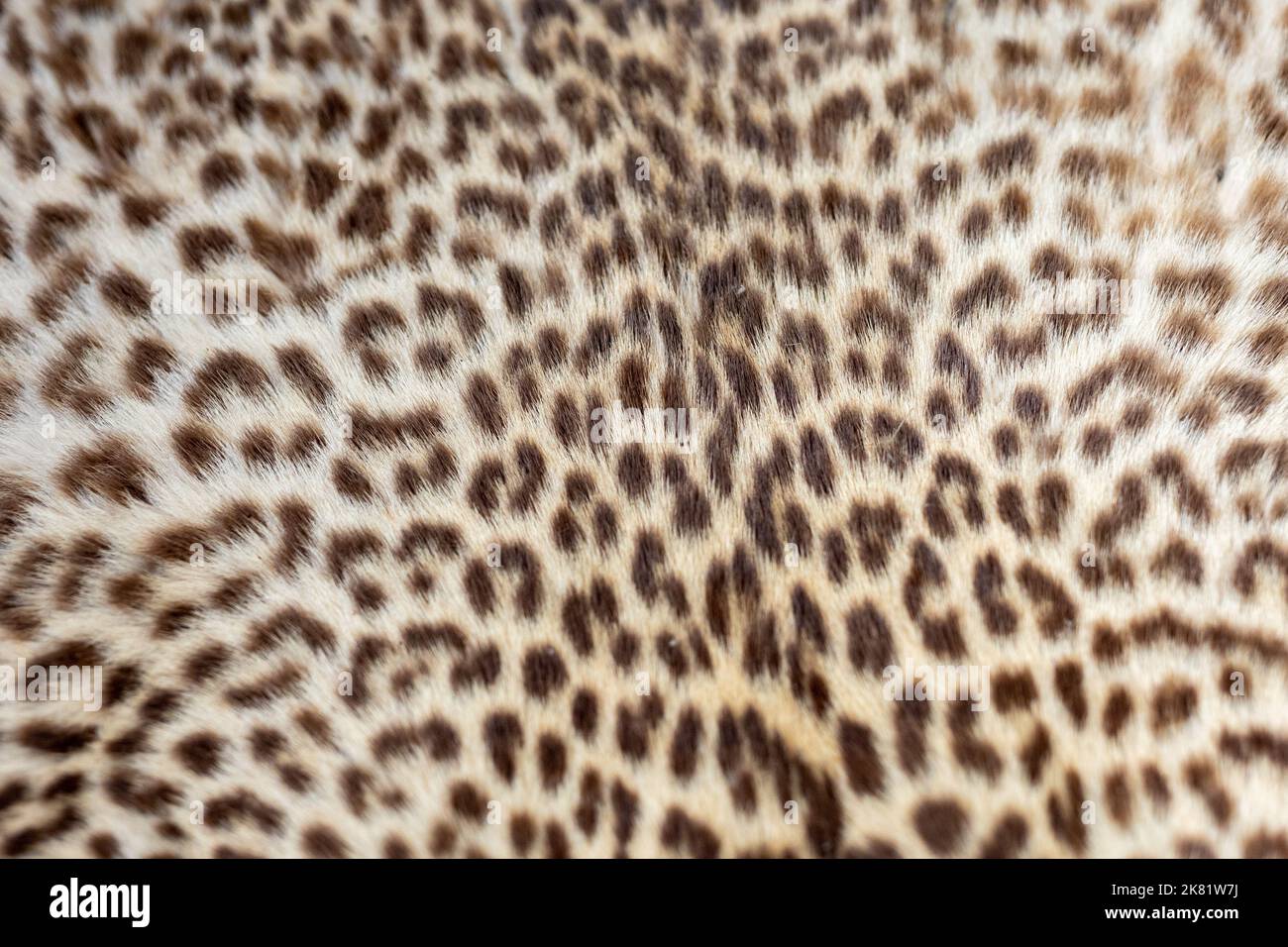 Particolare della pelle di leopardo macchiata Foto Stock
