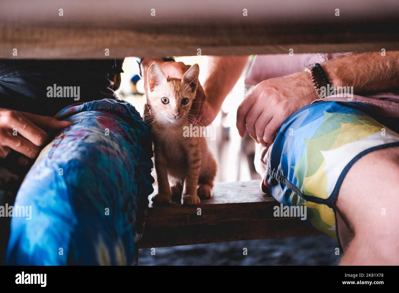 Adorabile Kitten tra coppia Foto Stock