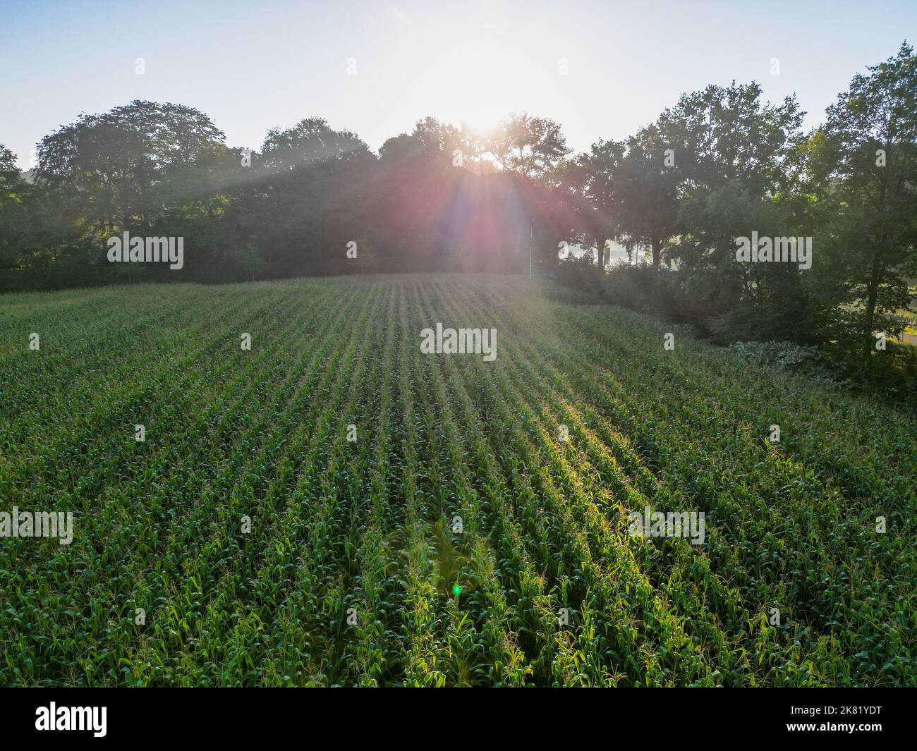 Tranquillo tramonto dorato sul verde campagna cornfields, campagna fresco sfondo agricolo. Foto di alta qualità Foto Stock