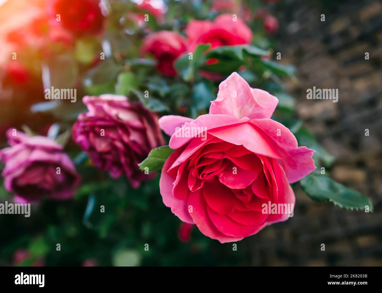 Mazzo di rose rosa fiorenti Foto Stock