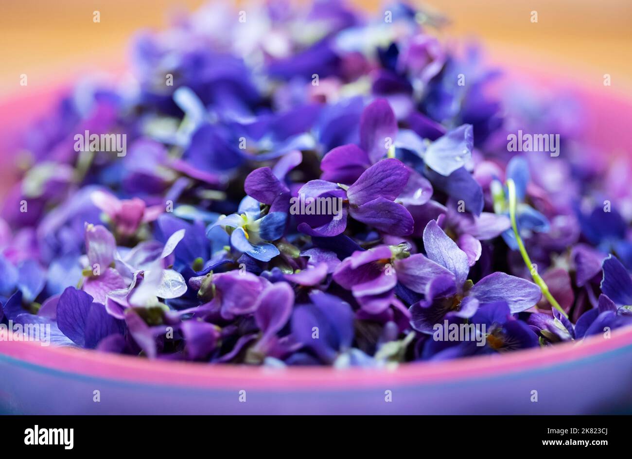 Mucchio di petali di fiore viola Foto Stock