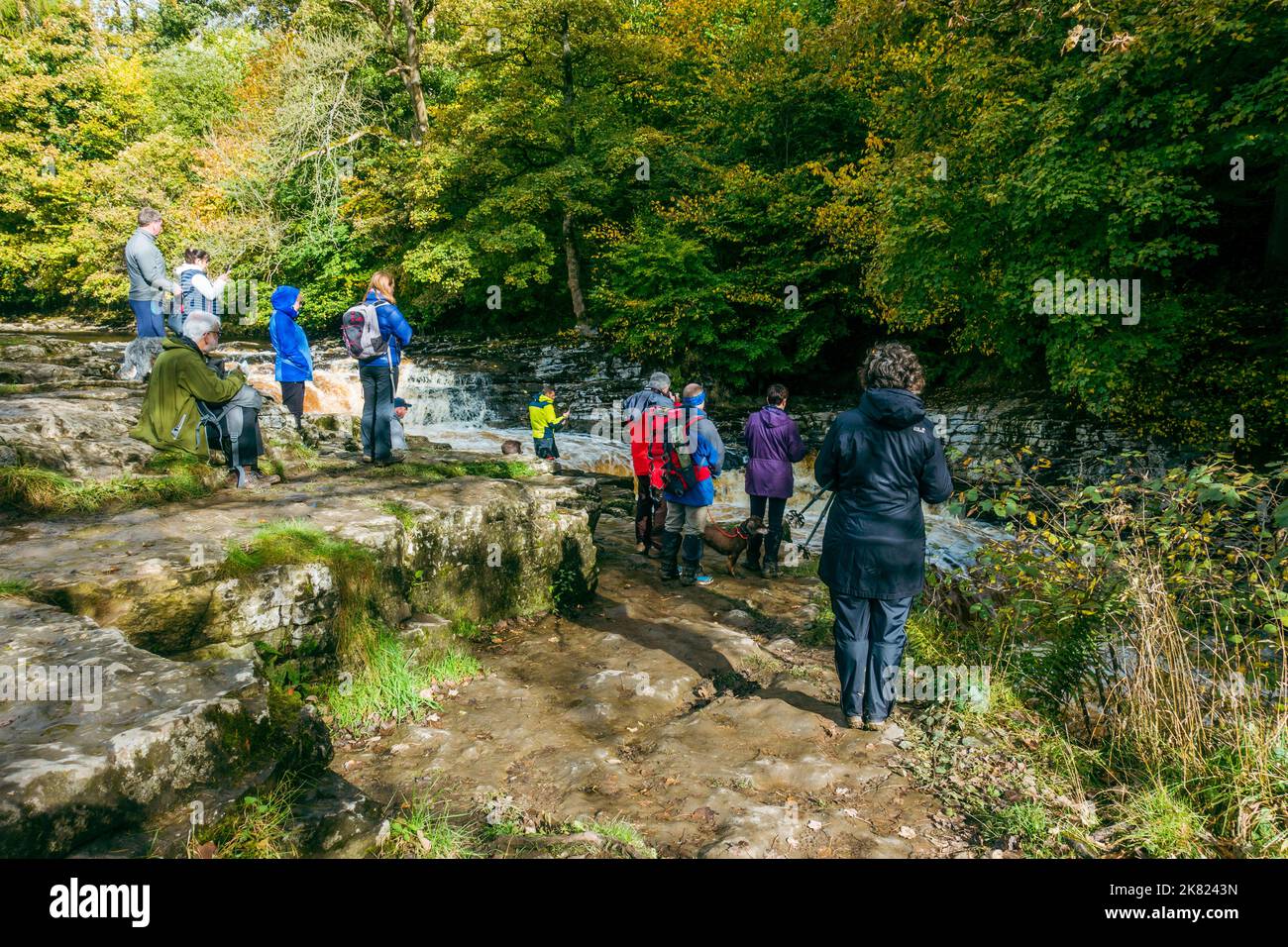 Gruppo di persone che guardano e fotografano il salmone Atlantico selvaggio (Salmo Salar) che salta a monte sul fiume Ribble, Stainforth, Yorkshire Foto Stock
