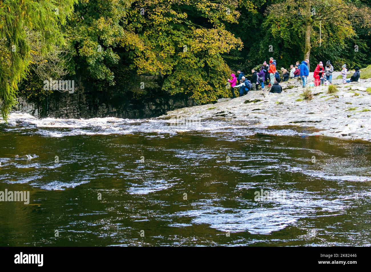 Gruppo di persone che guardano e fotografano il salmone Atlantico selvaggio (Salmo Salar) che salta a monte sul fiume Ribble, Stainforth, Yorkshire Foto Stock
