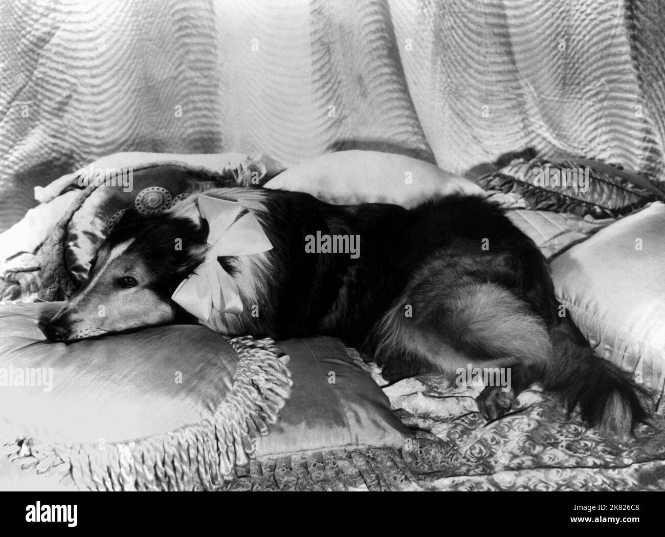 Lassie Film Lassie (1944) caratteri: Lassie 01 maggio 1948 **ATTENZIONE** questa fotografia è ad uso esclusivamente editoriale ed è copyright della Film Company e/o del fotografo assegnato dalla Film o Production Company e può essere riprodotta solo da pubblicazioni in concomitanza con la promozione del suddetto Film. È richiesto un credito obbligatorio alla Film Company. Il fotografo deve essere accreditato anche se conosciuto. Nessun uso commerciale può essere concesso senza l'autorizzazione scritta di The Film Company. Foto Stock