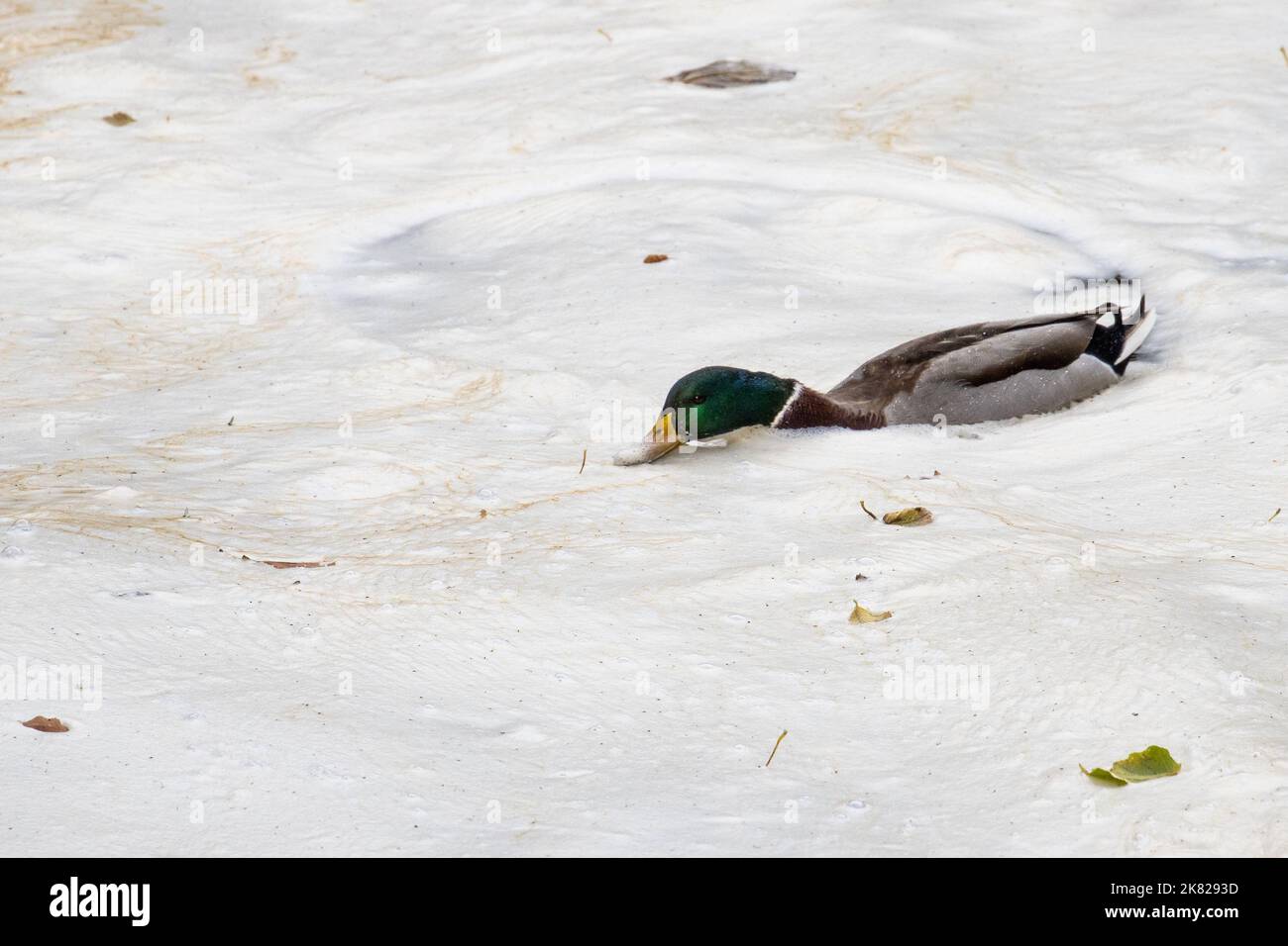 Anatra di mallardo maschio (Anas platyrhynchos) che nuota attraverso e che si nuota in schiuma naturale di fiume causata da sostanza organica disciolta che agisce come a s Foto Stock