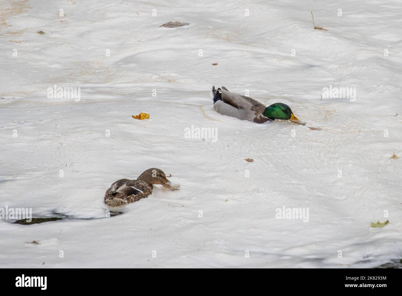 Anatra di mallardo maschio (Anas platyrhynchos) che nuota attraverso e che si nuota in schiuma naturale di fiume causata da sostanza organica disciolta che agisce come a s Foto Stock