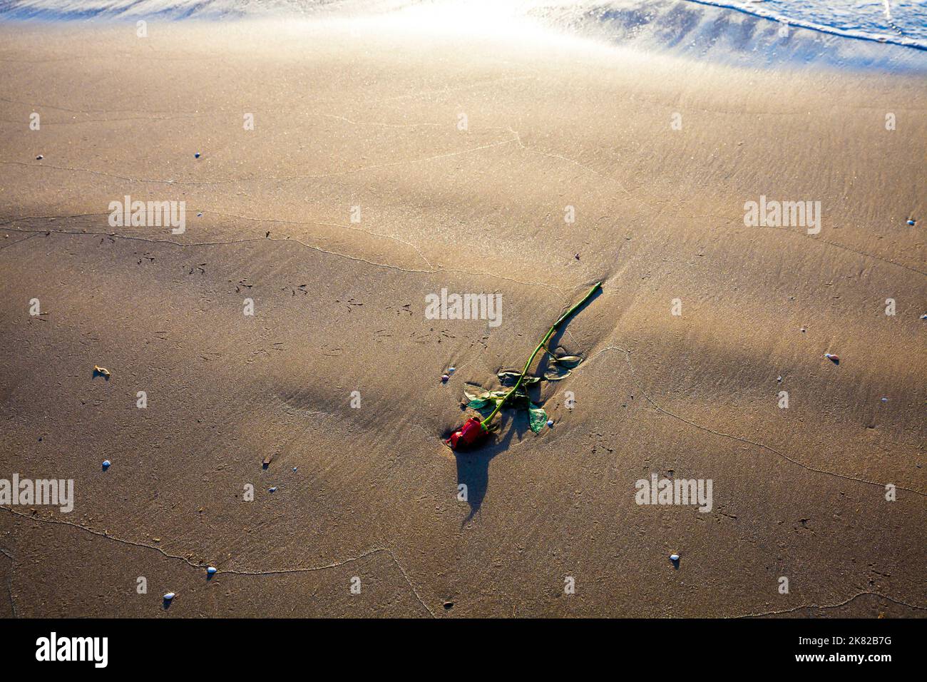 Una sola Rosa Rossa sulla spiaggia con la sabbia. Il concetto di amore romantico, romanticismo, matrimonio, luna di miele o simboleggia la perdita, malinconia, memoria del Foto Stock