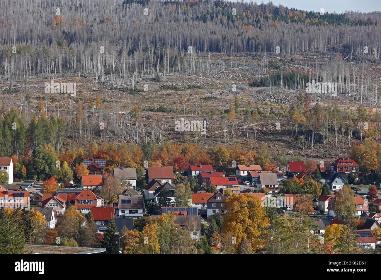 Schierke, Germania. 20th Ott 2022. Le aree forestali morte circondano il villaggio di Schierke, Harz. Gli abeti morti sono caduti vittime del clima secco e dello scarabeo. L'area rimane in gran parte intatta e lasciata ai propri dispositivi, in quanto si trova all'interno del Parco Nazionale di Harz. In questo caso, qualsiasi intervento di natura è severamente vietato. Credit: Matthias Bein/dpa/Alamy Live News Foto Stock