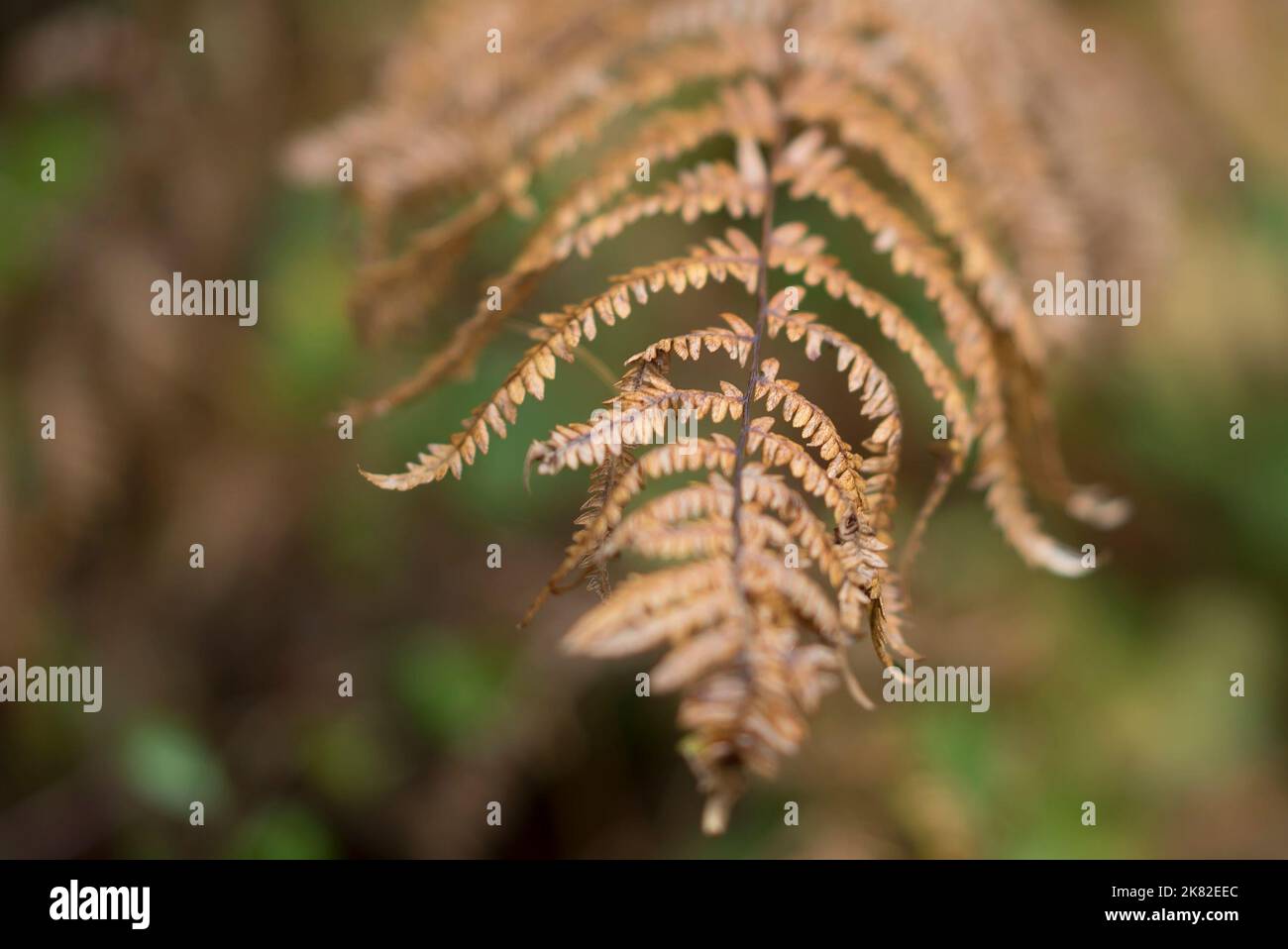 Vista ravvicinata della foglia/fronte bruno di una felce salmastra (Pteridium aquilinum) in autunno, all'aperto nel bosco britannico. Stagione autunnale foresta pteridophytes. Foto Stock