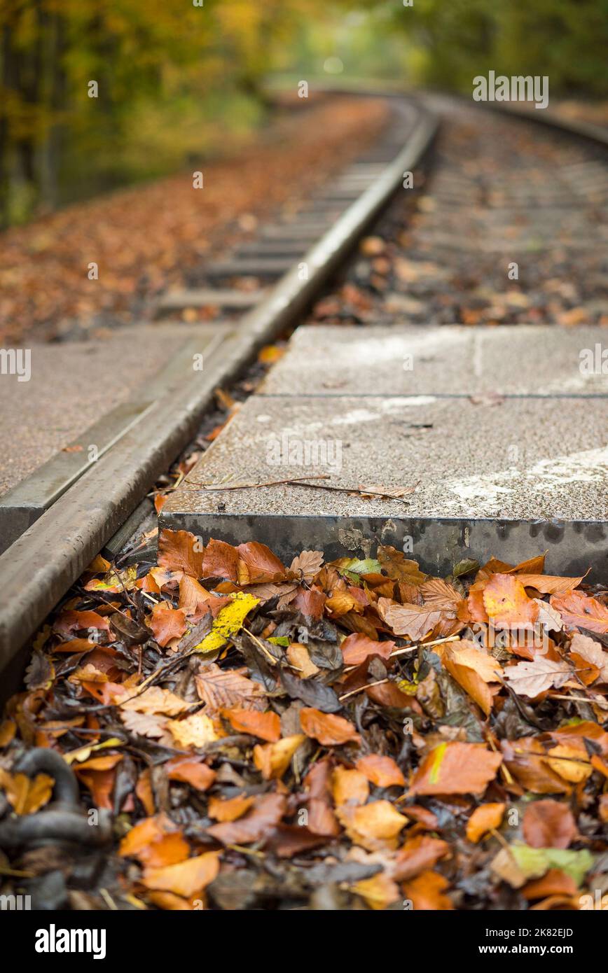 Primo piano di un punto di attraversamento pedonale su una ferrovia rurale del Regno Unito coperta da foglie autunnali. Foto Stock