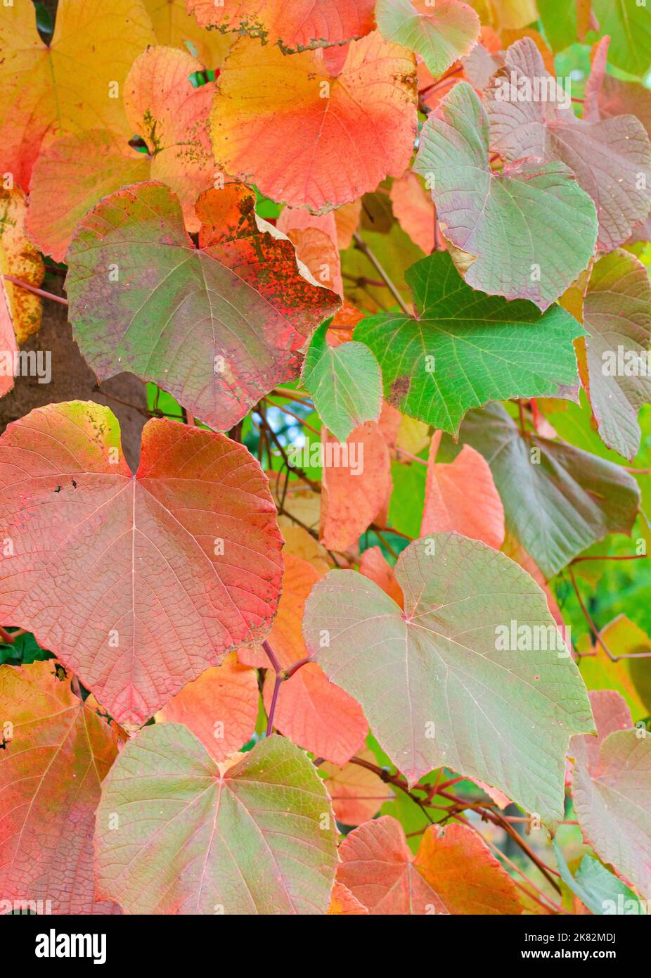 Primo piano delle foglie di Crimson Glory Vine con colori autunnali a fuoco selettivo (Vitis coignetiae). Botanica in Polonia. Foto Stock