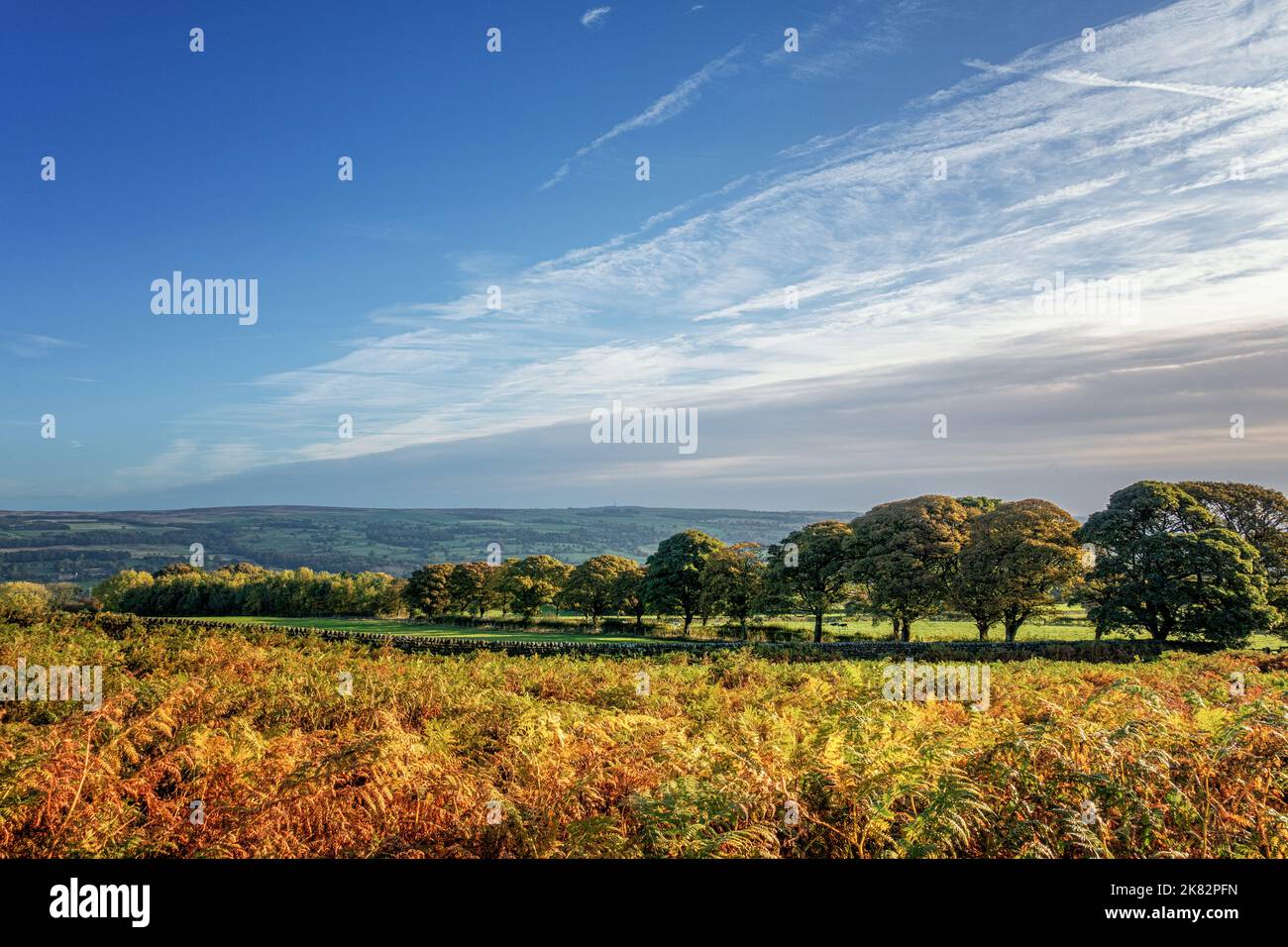 Vividi colori autunnali al sole mentre il bracken comincia a morire e il viale alberato cambia colore a Wharfedale, nel Regno Unito, nello Yorkshire Foto Stock