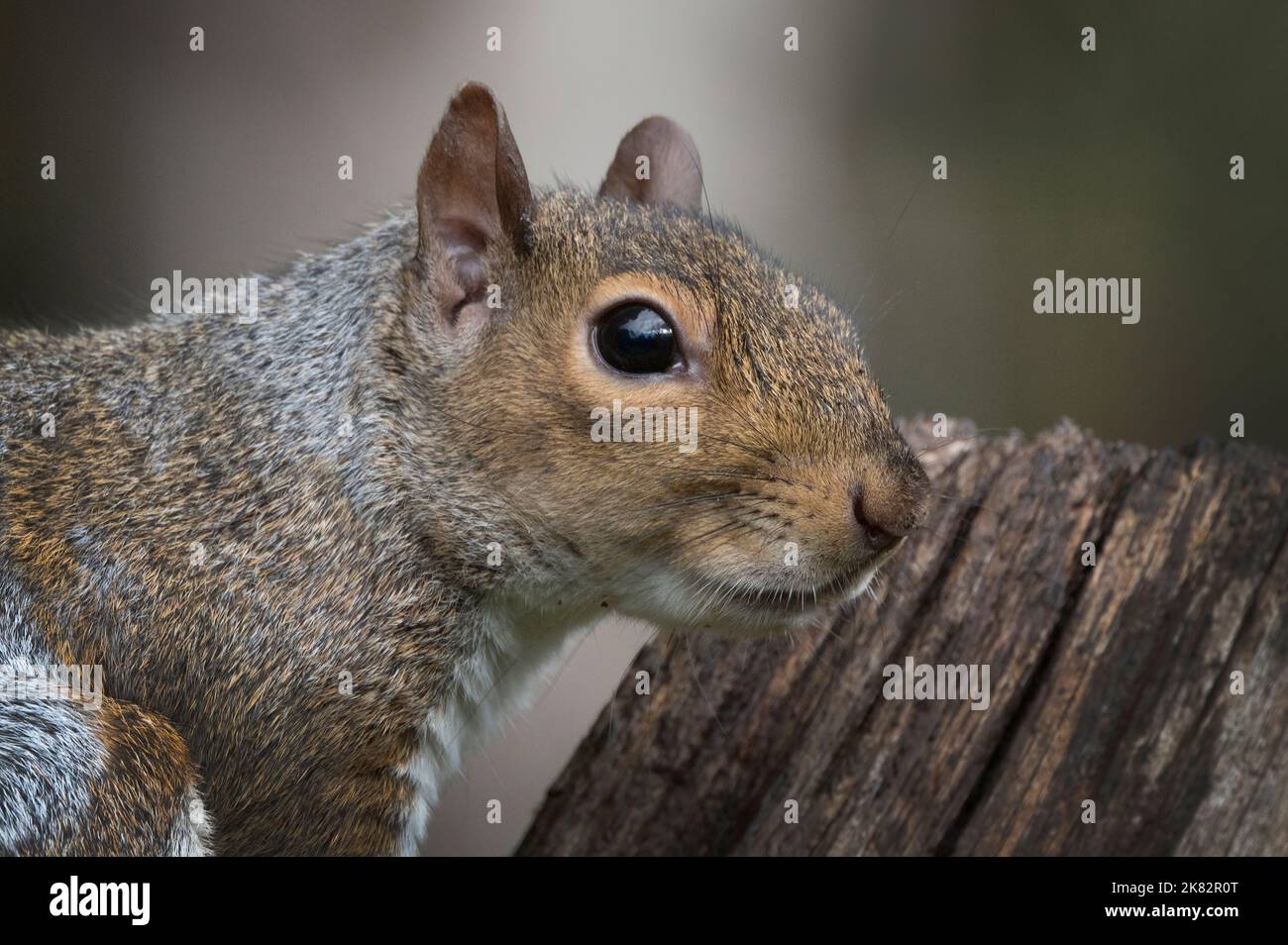 Il primo piano dello scoiattolo grigio ha occhi marrone scuro e luminosi Foto Stock