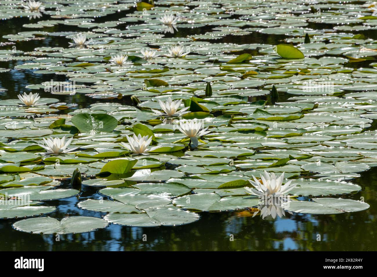 Bella lotteri bianchi o fiori di giglio d'acqua che fioriscono sul laghetto in estate Foto Stock