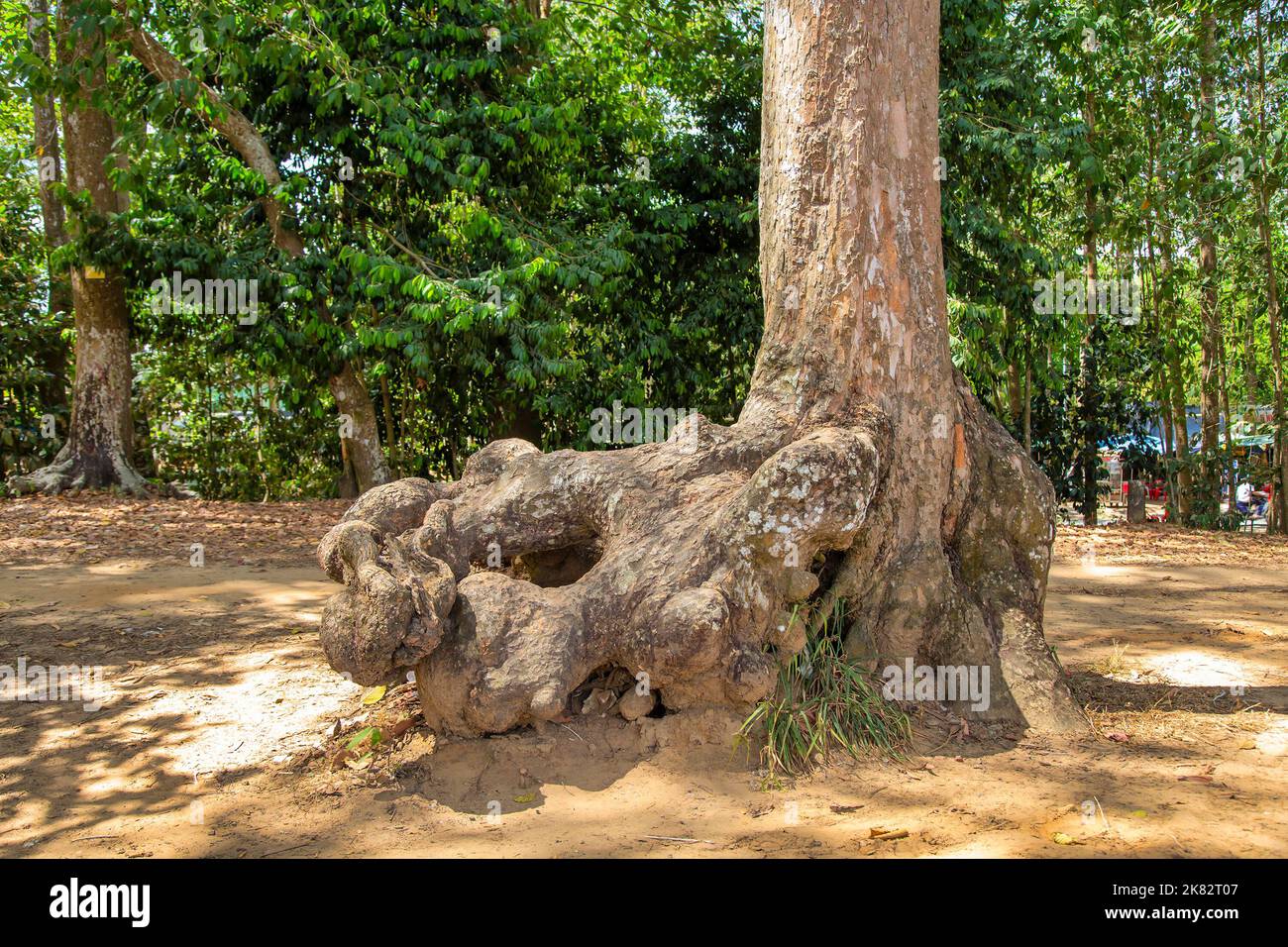 Le strane radici di alberi antichi lungo il lago Ba Om, una famosa destinazione turistica a tra Vinh, Vietnam Foto Stock