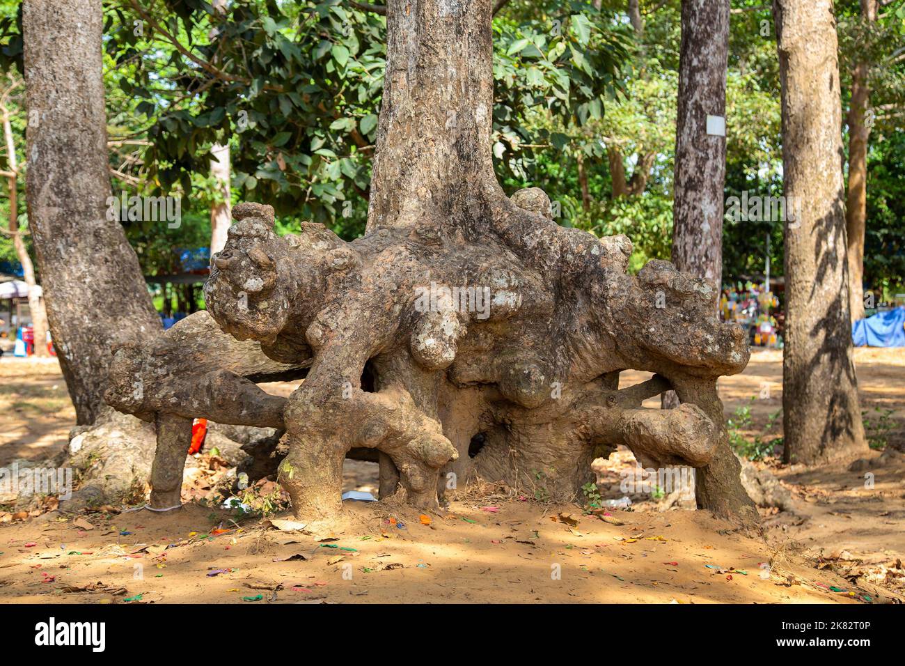 Le strane radici di alberi antichi lungo il lago Ba Om, una famosa destinazione turistica a tra Vinh, Vietnam Foto Stock