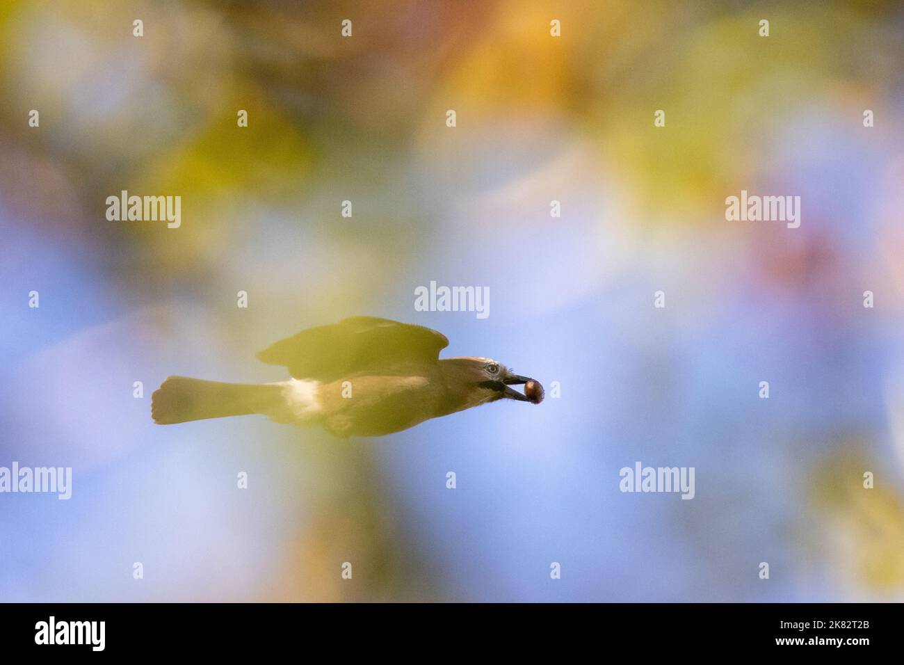 Jay eurasiatico (Garrulus glandarius) con ghianda nel suo becco che vola dietro gli alberi in splendido colore autunnale, Yorkshire, Regno Unito Foto Stock