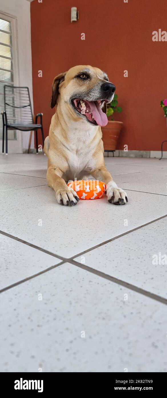 il cane felice sorride con il suo nuovo giocattolo Foto Stock
