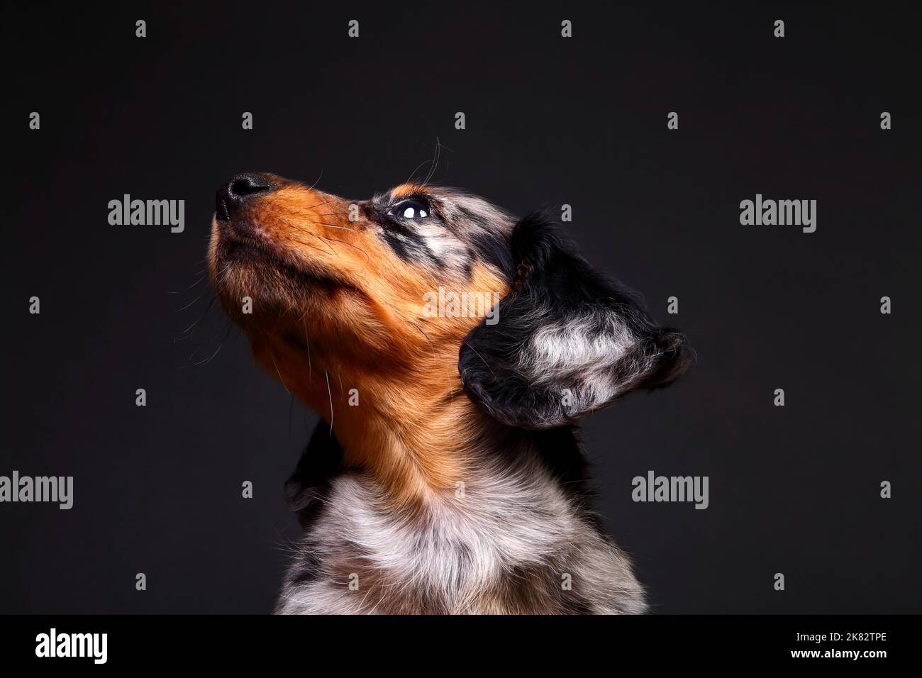 Carino cucciolo Dachshund guardando fuori dalla cornice isolato su uno sfondo nero Foto Stock