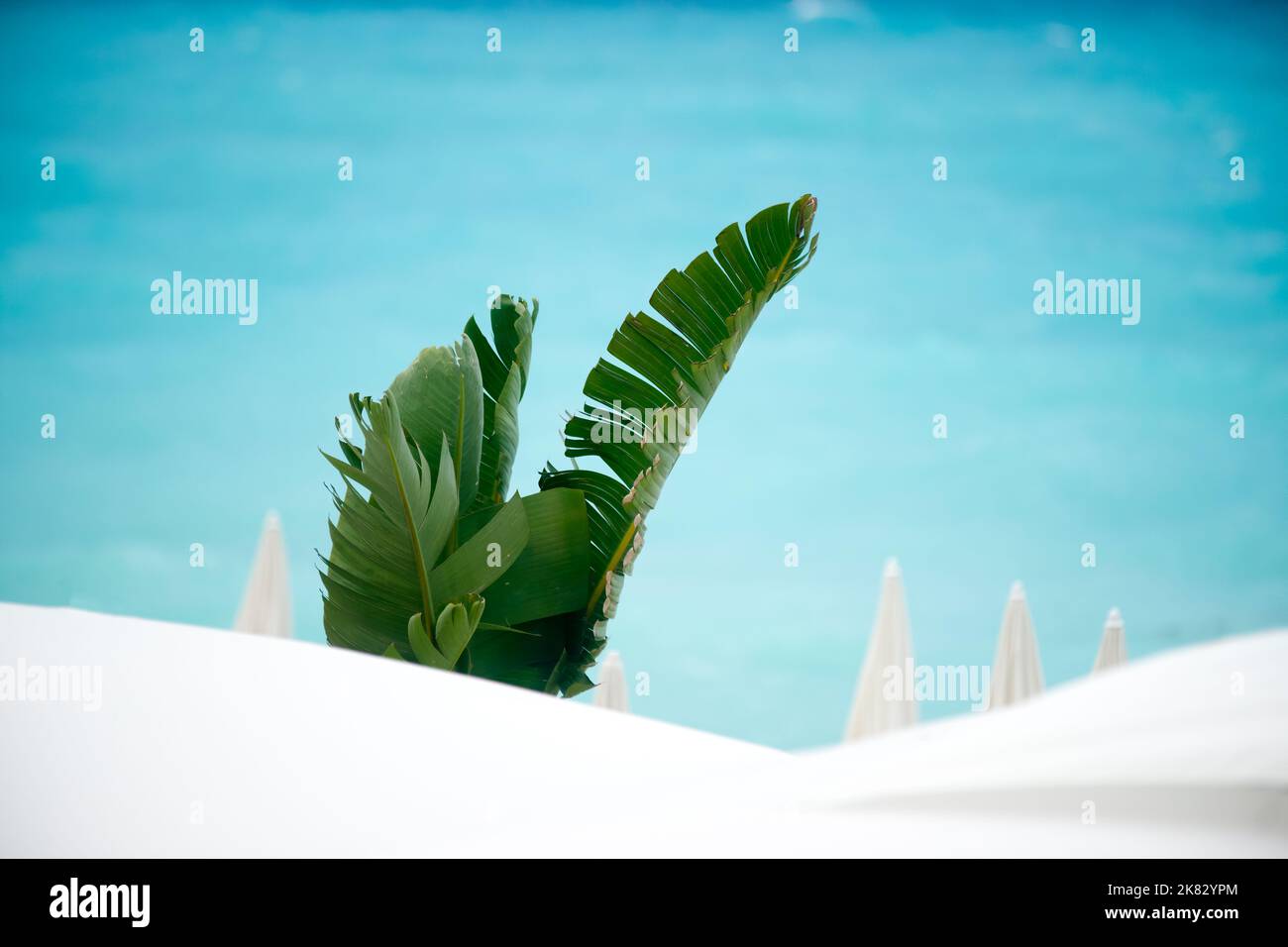 Foglia di palma, sullo sfondo del mare azzurro del Mediterraneo e ombrelloni bianchi tra Nizza e Cannes. Foto Stock