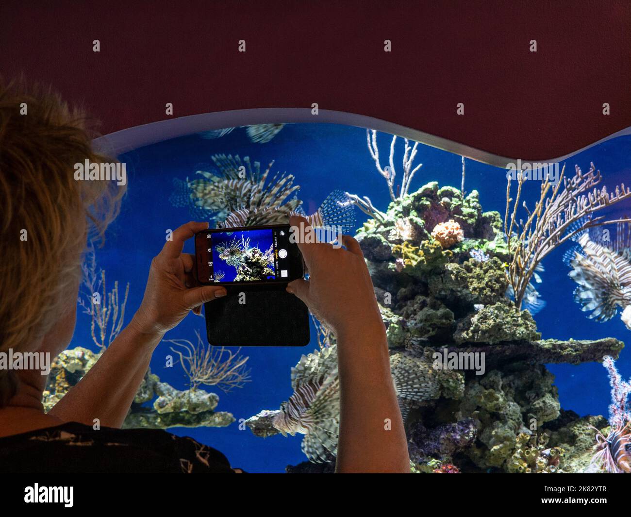MONTEREY AQUARIUM smartphone cattura immagini foto di una donna che tiene un iPhone smartphone a Monterey Aquarium di uno scorfano, parte di un gruppo di pesci con aline ai raggi nella famiglia Scorpaenidae. Collettivamente, chiamato pesce di rocche o pesce di stonefish Foto Stock