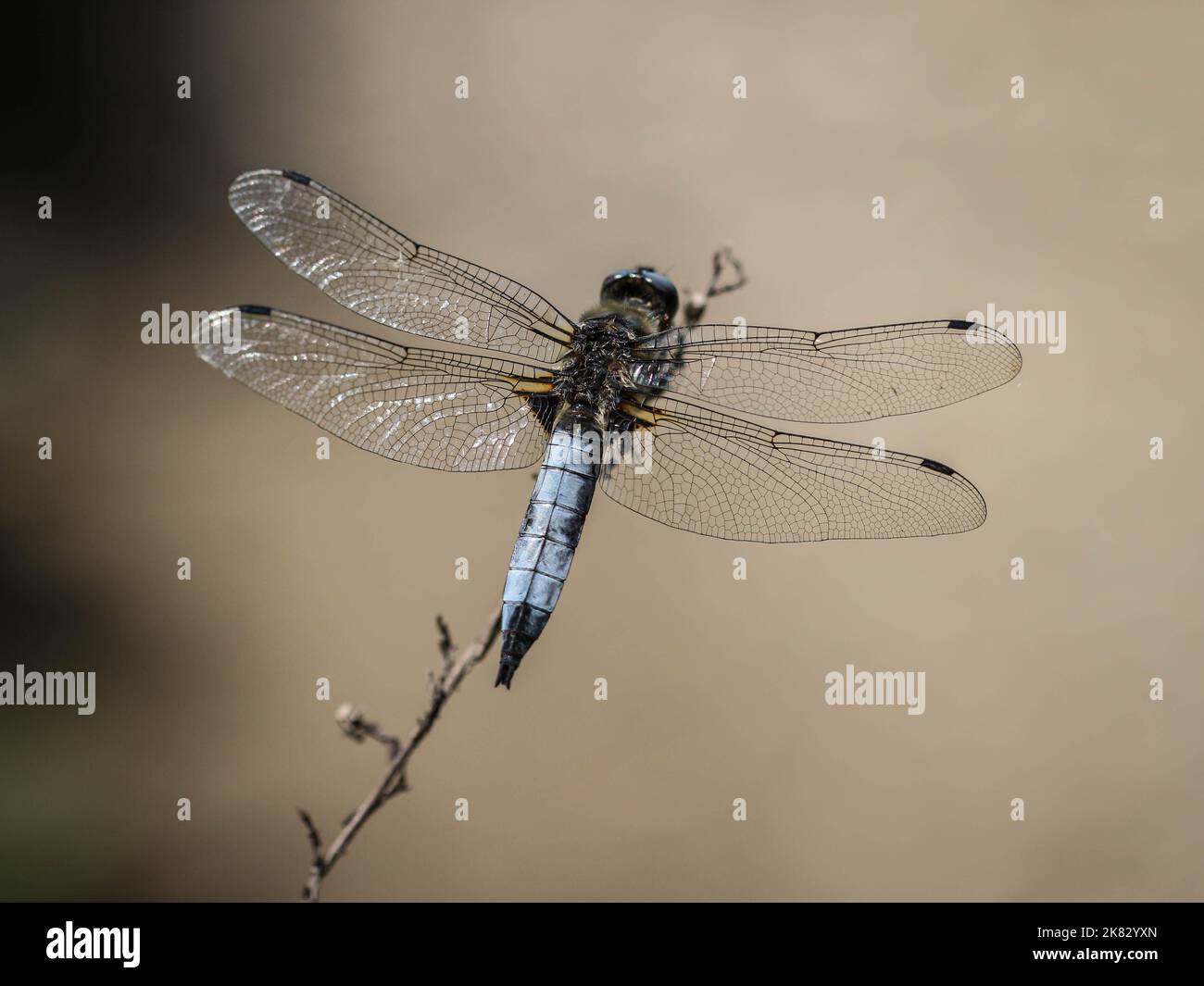 Singolo il chaser scarso (nome latino: Libellula fulva) nella Serbia occidentale Foto Stock