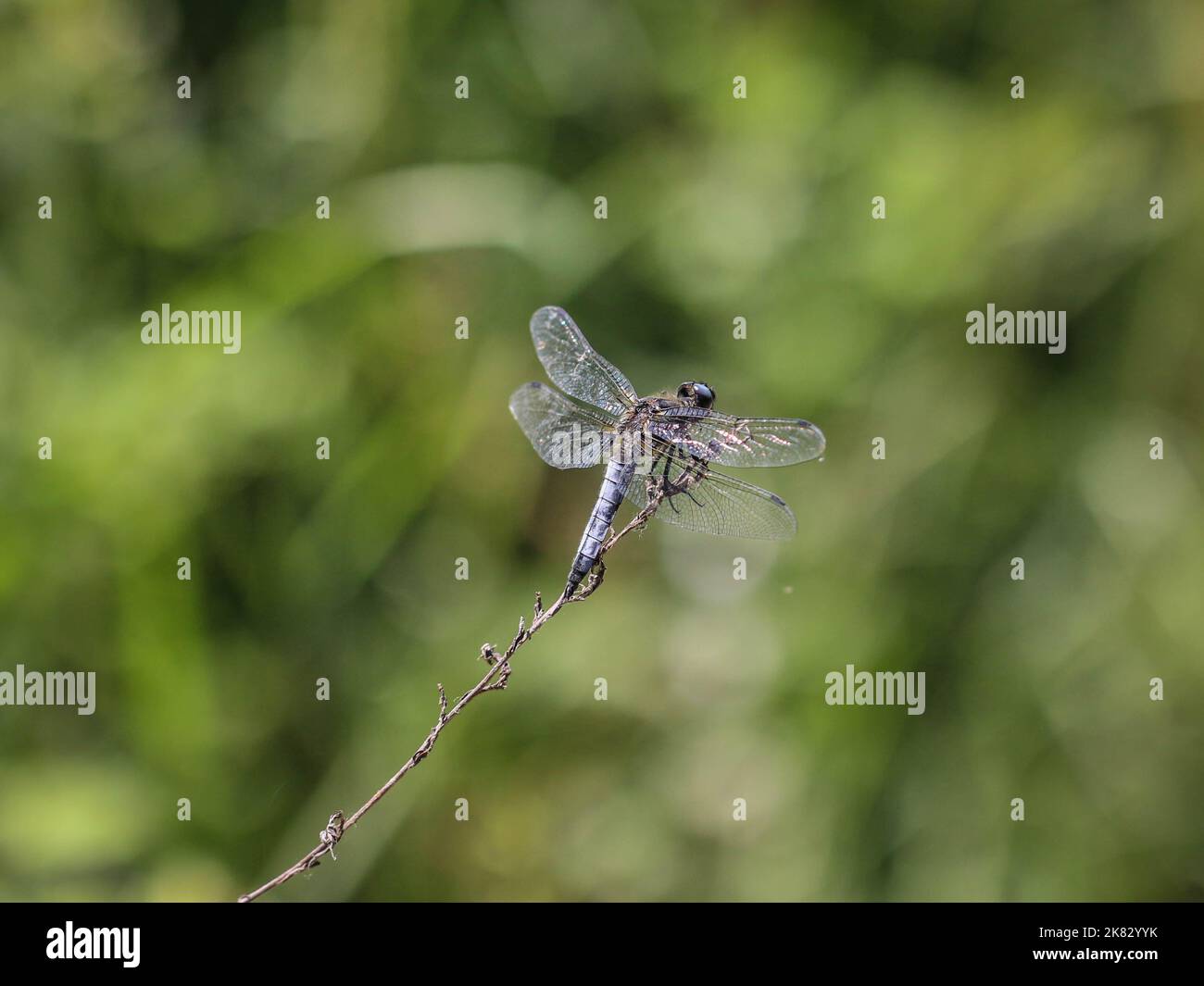 Singolo il chaser scarso (nome latino: Libellula fulva) nella Serbia occidentale Foto Stock