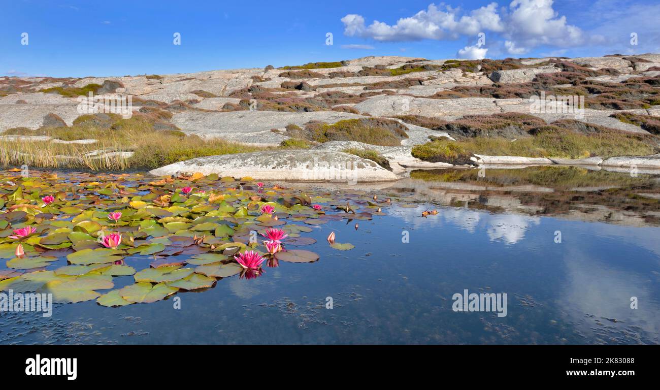 Fiori di giglio d'acqua rosa fioriscono in uno stagno nella costa rocciosa in Svezia Foto Stock