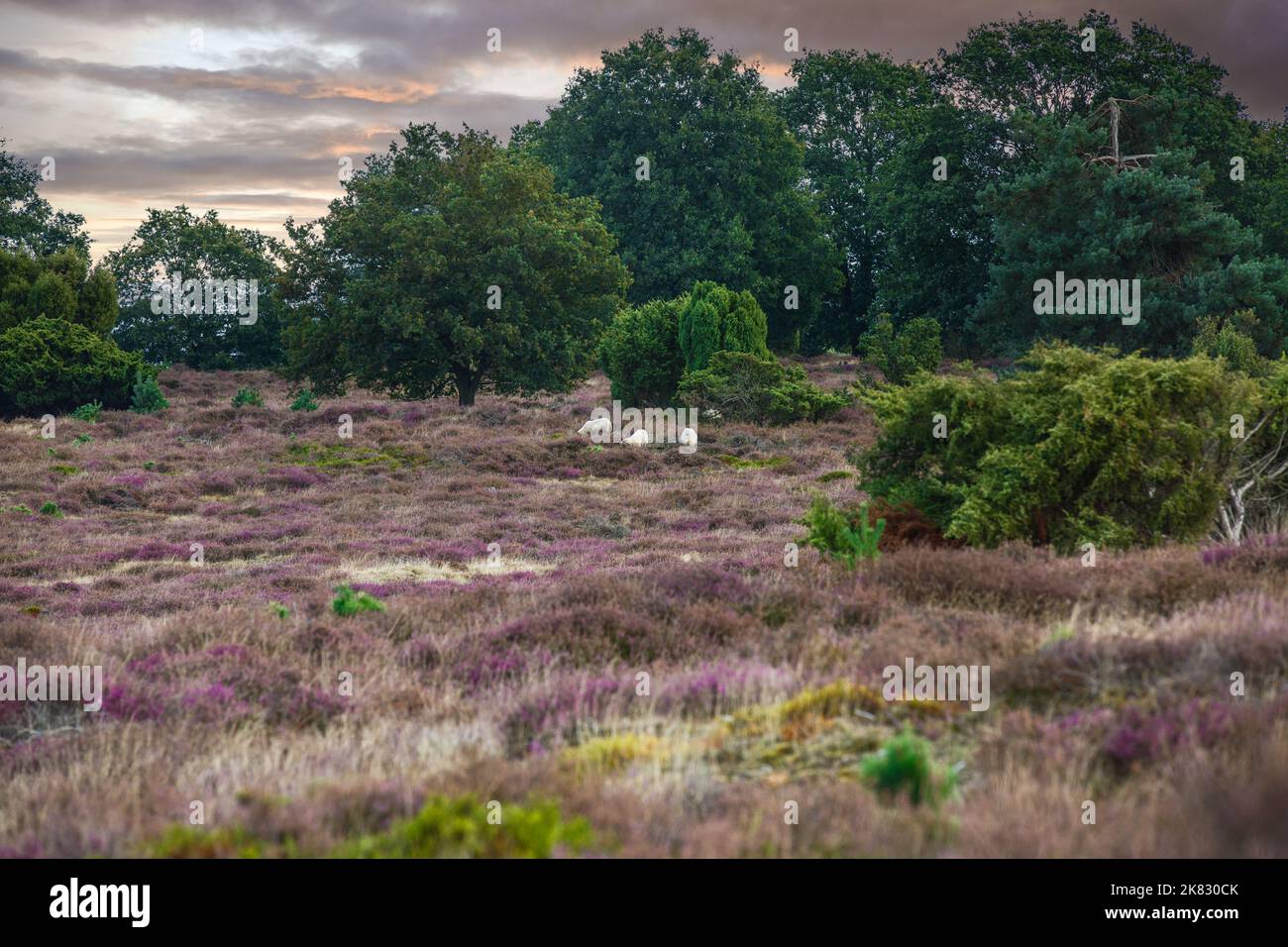 Tramonto paesaggio estivo Drouwenerzand con gregge di pecore e vegetazione di fiore viola Heather Calluna vulgaris, ginepro Juniperus communis Foto Stock