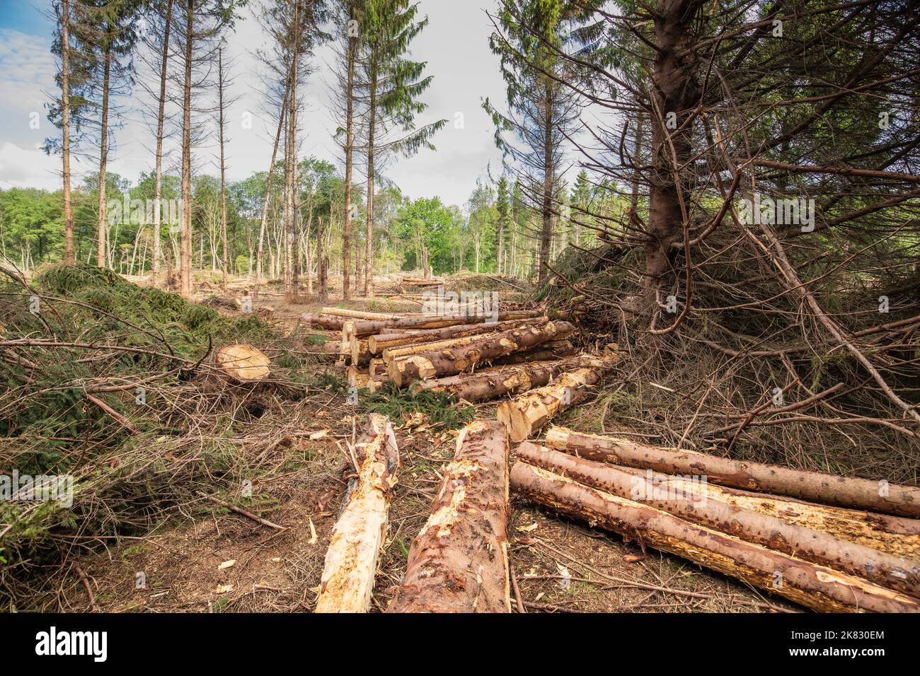 Panoramica di una foresta di abete rosso distrutto dalla tempesta invernale UNICE, causando deforestazione con danni ambientali sulla tenuta Hoogveen con tronchi impilati Foto Stock