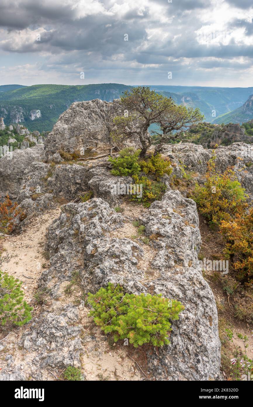 La città di pietre, all'interno del Parco Naturale Regionale dei Grands Causses, sito naturale elencato con gole Dourbie in fondo. Aveyron, Cévennes, Francia. Foto Stock