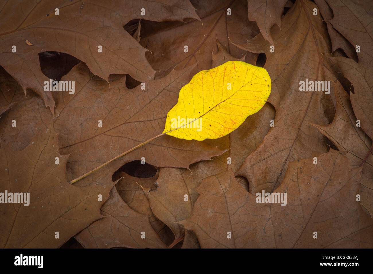 Sfondo colorato foto foglia autunno - la differenza e il concetto di standing out of crowd Foto Stock