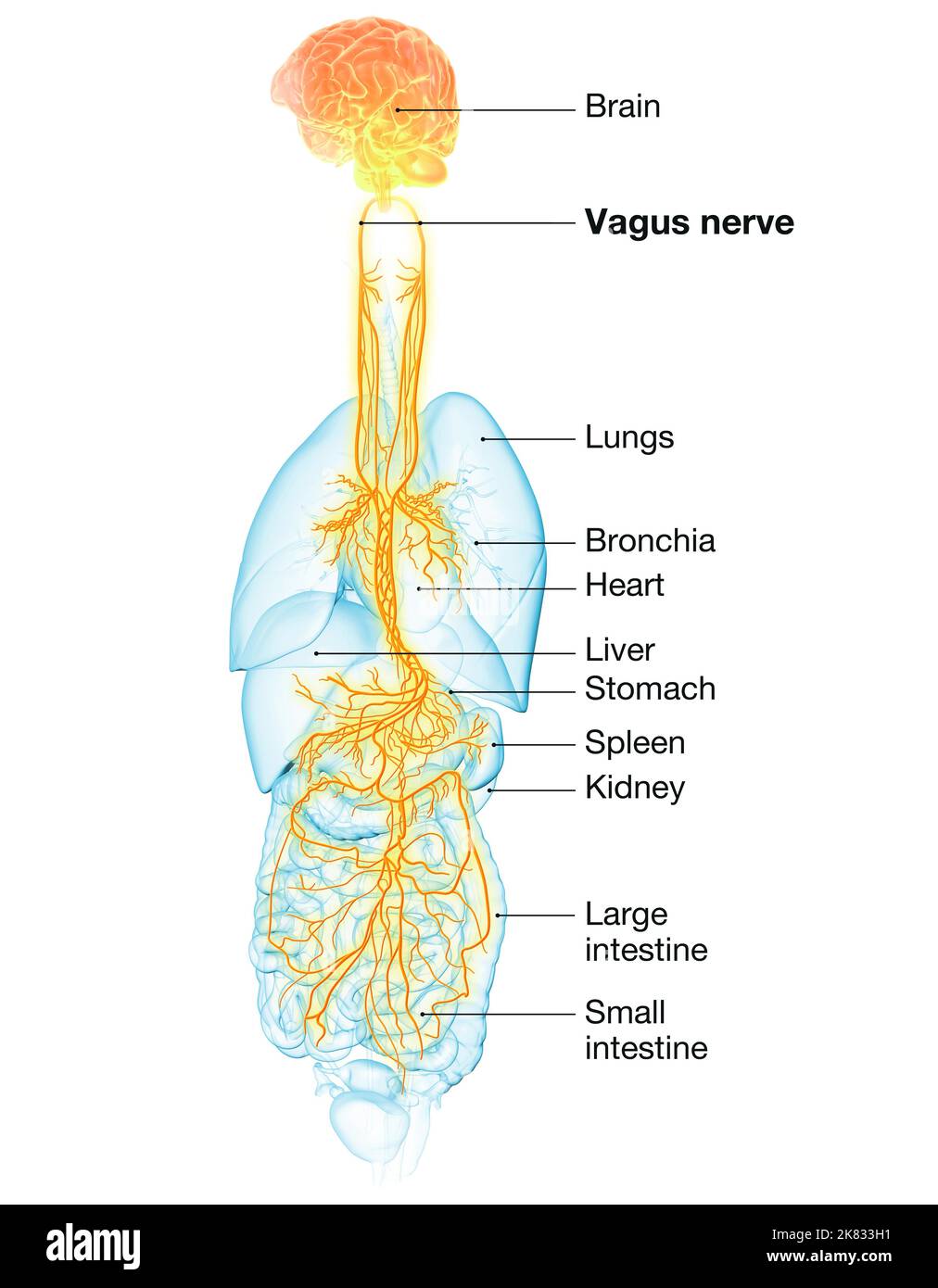 3D illustrazione che mostra il cervello attivo e il nervo vagale energetico (decimo nervo cranico o CN X) e gli organi interni di una donna Foto Stock