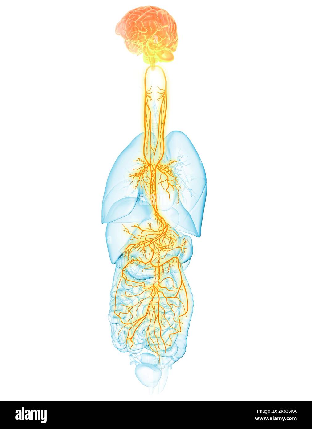 3D illustrazione che mostra il cervello attivo e il nervo vagale energetico (decimo nervo cranico o CN X) e gli organi interni di una donna Foto Stock
