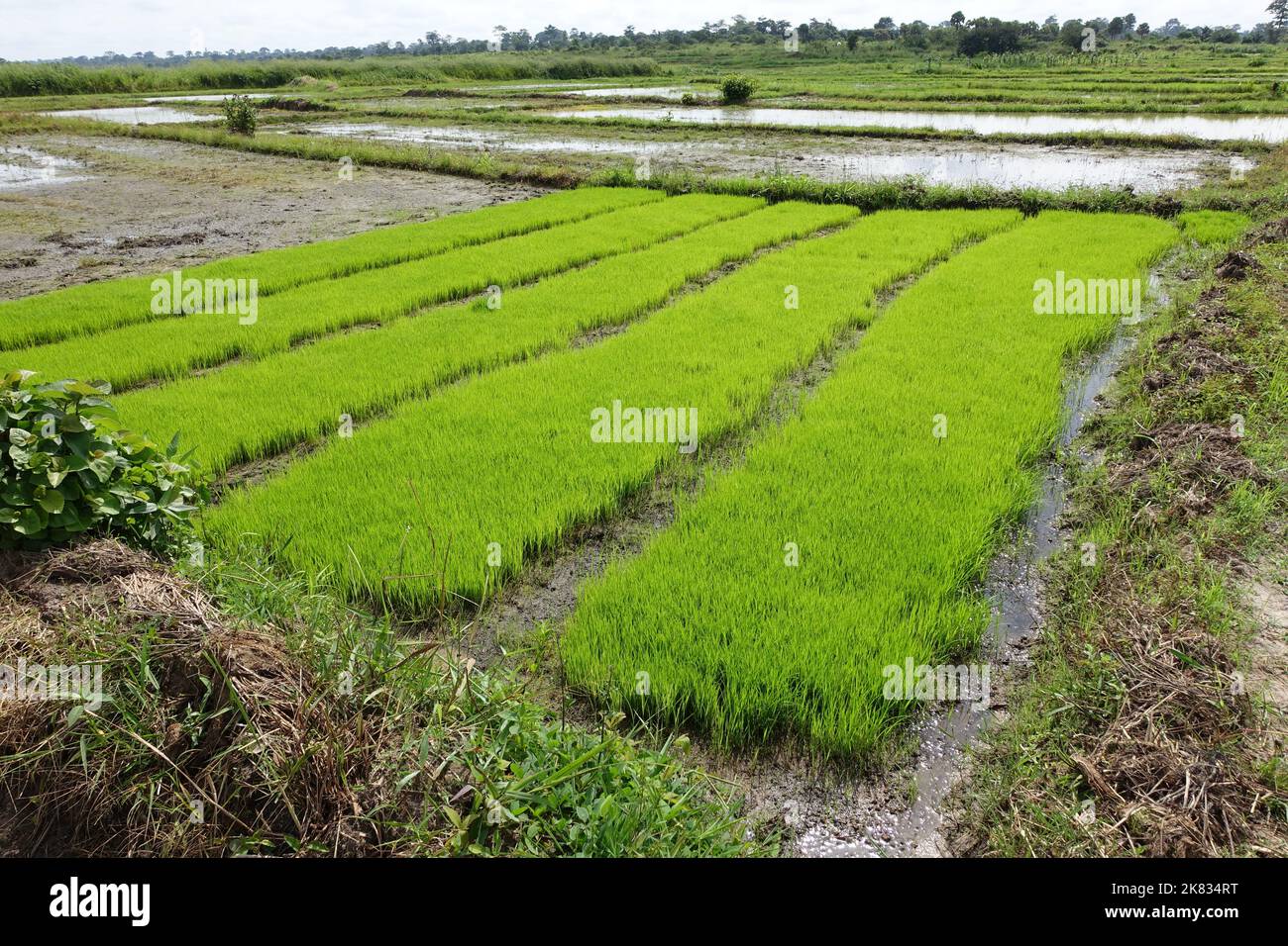 Un campo di riso in Costa d'Avorio Foto Stock