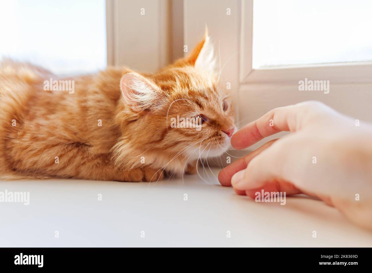 Carino zenzero gatto è sniffing dita della mano della donna. Accogliente mattina a casa. Animale domestico trustful e soffice sul davanzale della finestra. Foto Stock