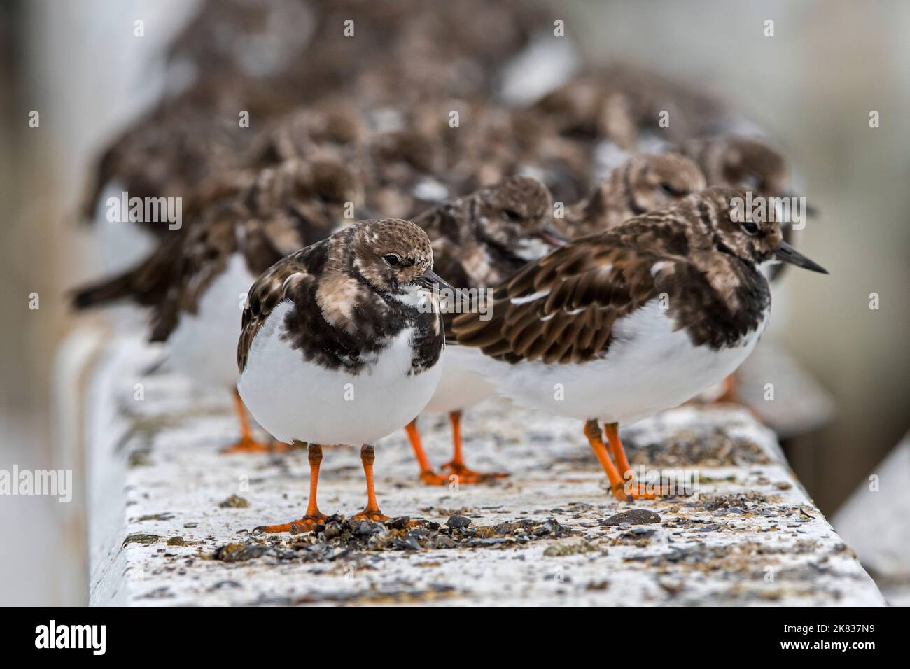 Gregge di ruddy pietre (Arenaria interpres) in piume non-breeding che riposa sulla ringhiera del molo lungo la costa del Mare del Nord in autunno / caduta Foto Stock